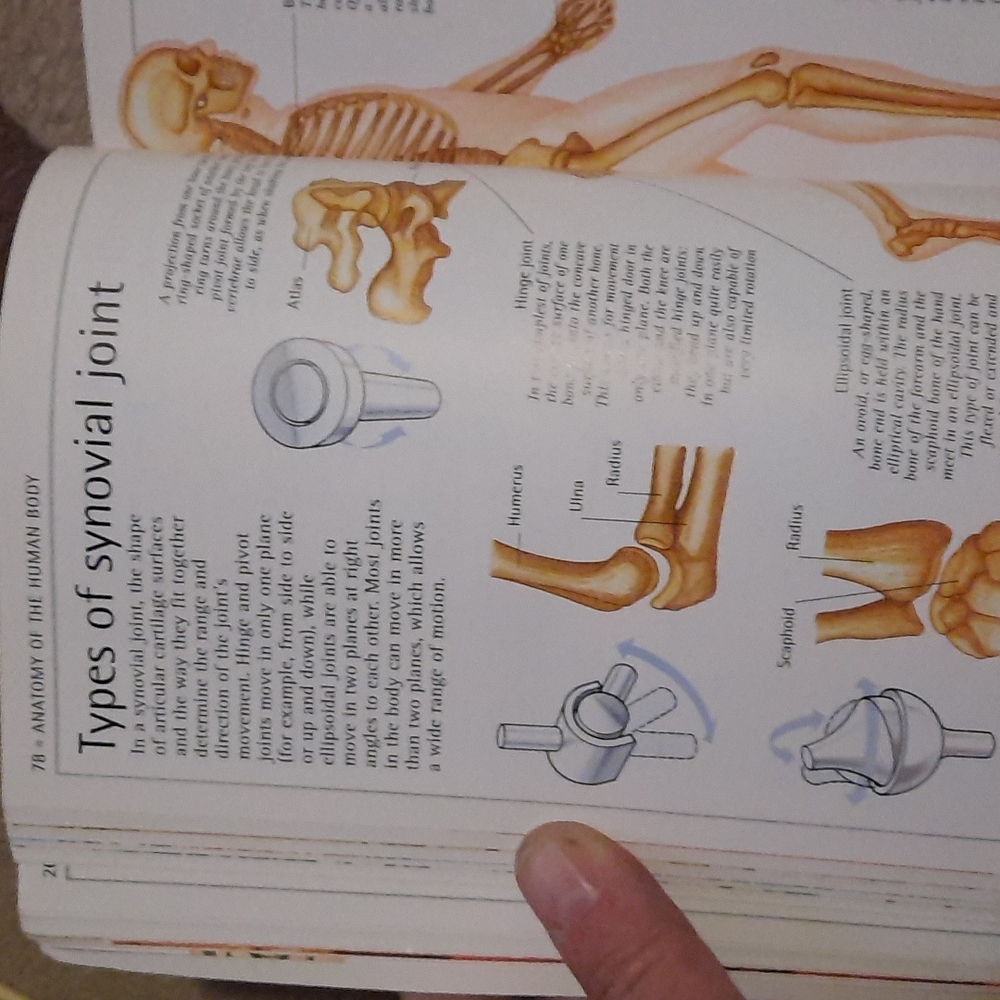 Human Body Book - Picture 5 of 8